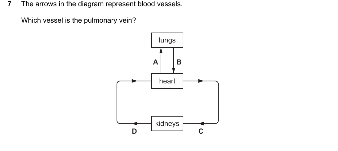 IGCSE 0654 March 2023 Paper 22 Question 7 — Blood vessels