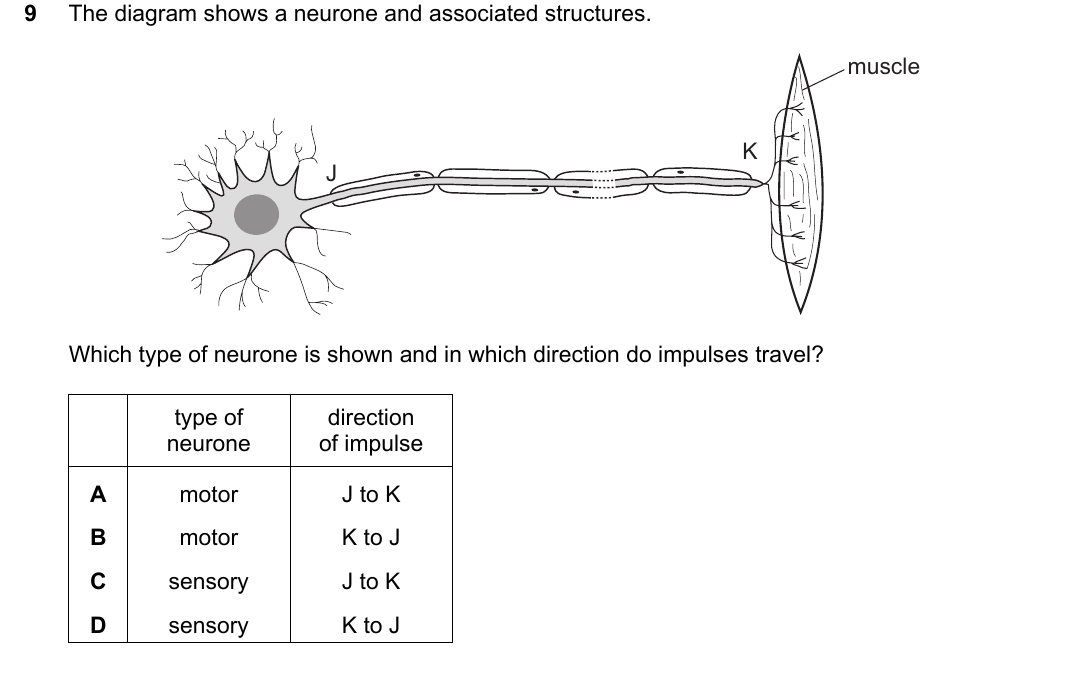 IGCSE 0654 March 2024 Paper 22 Question 9 — Nervous system & reflex arc
