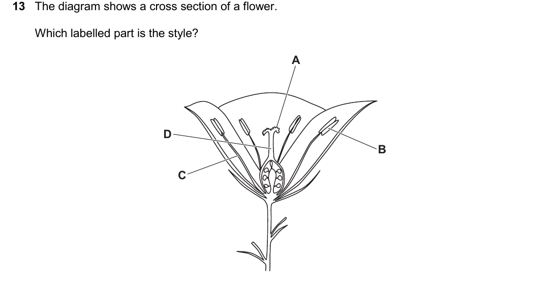 IGCSE 0654 March 2025 Paper 12 Question 13 — Reproduction in flowering plants