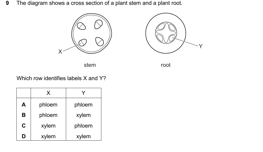 IGCSE 0654 March 2025 Paper 12 Question 9 — Xylem & phloem
