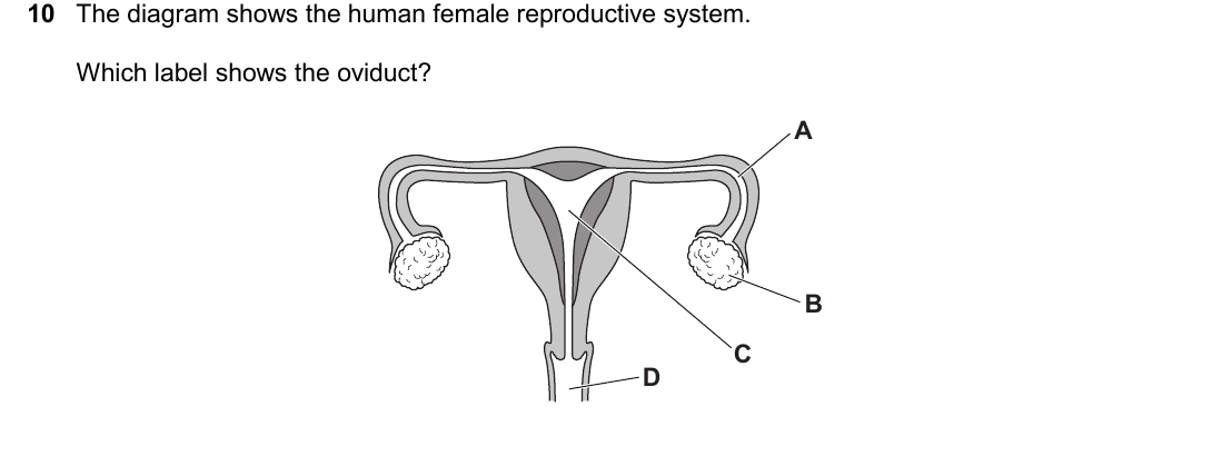 IGCSE 0654 March 2025 Paper 22 Question 10 — Human reproduction