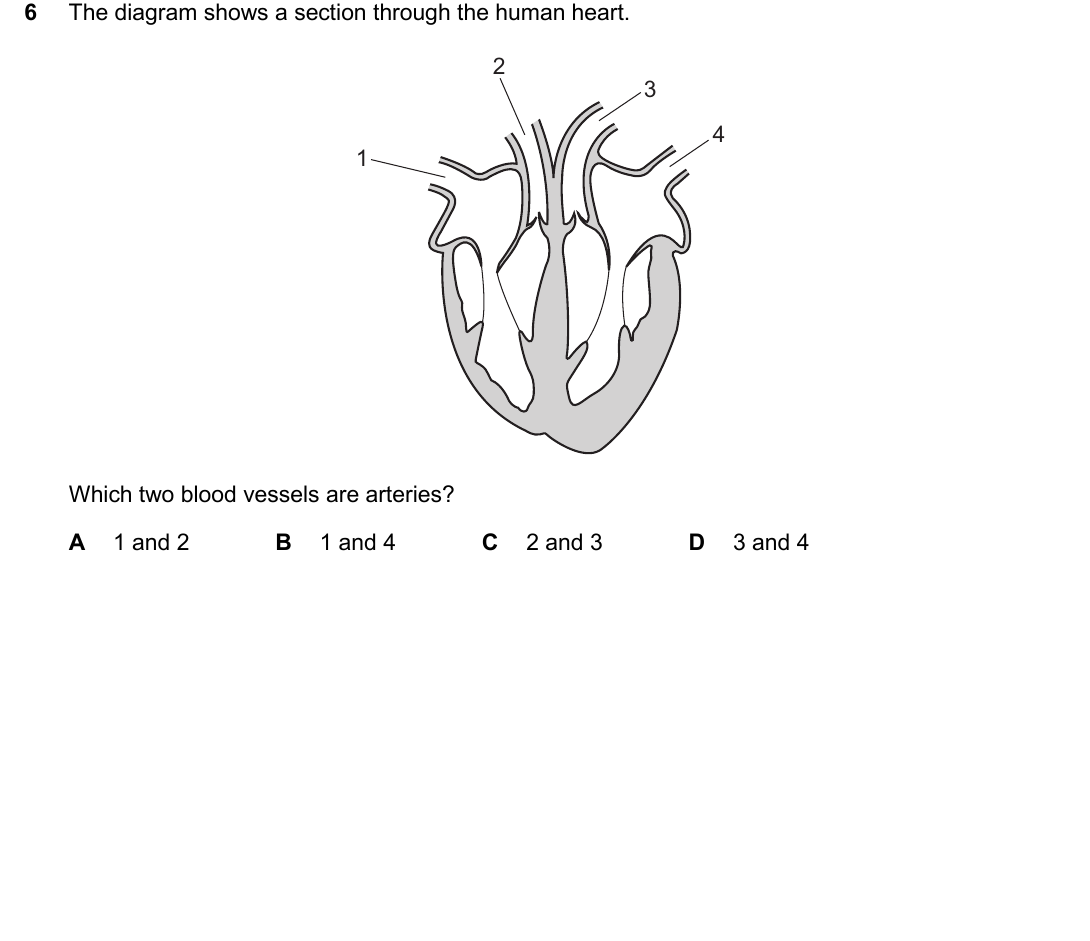 IGCSE 0654 March 2025 Paper 22 Question 6 — Blood vessels