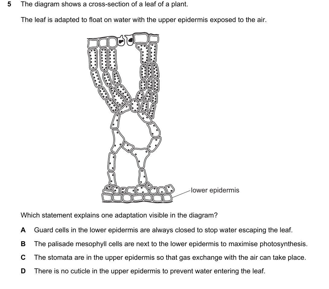 IGCSE 0654 May/June 2024 Paper 21 Question 5 — Leaf structure