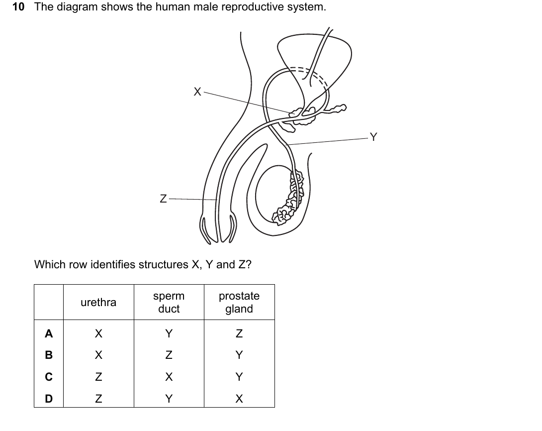 IGCSE 0654 May/June 2024 Paper 22 Question 10 — Human reproduction