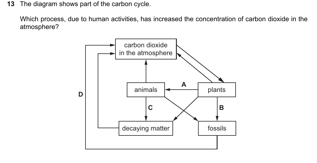 IGCSE 0654 May/June 2024 Paper 23 Question 13 — Carbon cycle