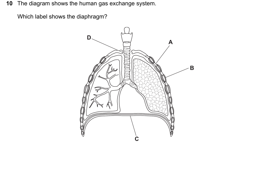 IGCSE 0654 May/June 2025 Paper 11 Question 10 — Gas exchange in humans