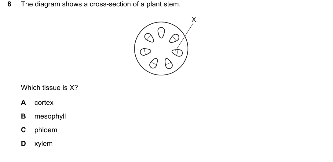 IGCSE 0654 May/June 2025 Paper 11 Question 8 — Xylem & phloem
