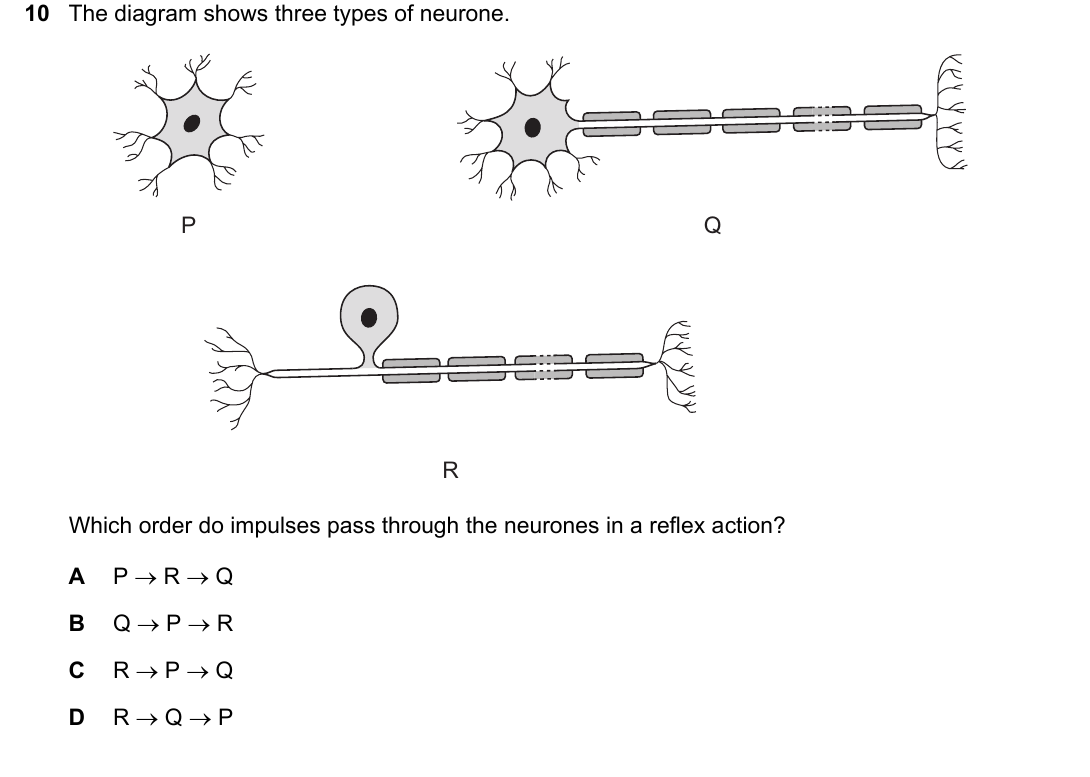 IGCSE 0654 May/June 2025 Paper 13 Question 10 — Nervous system & reflex arc