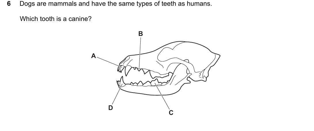 IGCSE 0654 Oct/Nov 2022 Paper 11 Question 6 — Kingdoms & main groups