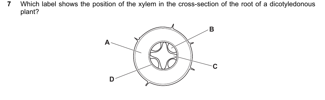 IGCSE 0654 Oct/Nov 2023 Paper 11 Question 7 — Xylem & phloem