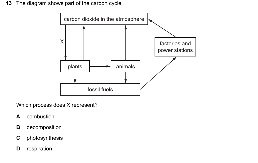 IGCSE 0654 Oct/Nov 2024 Paper 11 Question 13 — Carbon cycle
