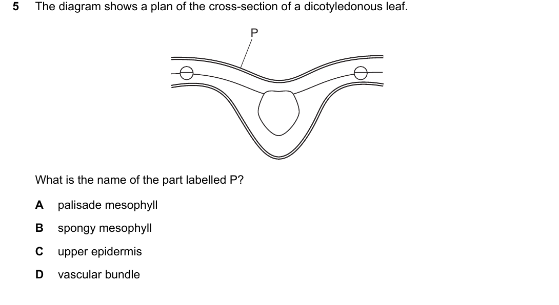 IGCSE 0654 Oct/Nov 2024 Paper 11 Question 5 — Leaf structure
