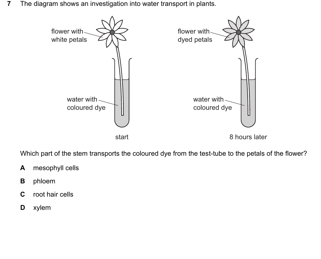 IGCSE 0654 Oct/Nov 2024 Paper 12 Question 7 — Reproduction in flowering plants