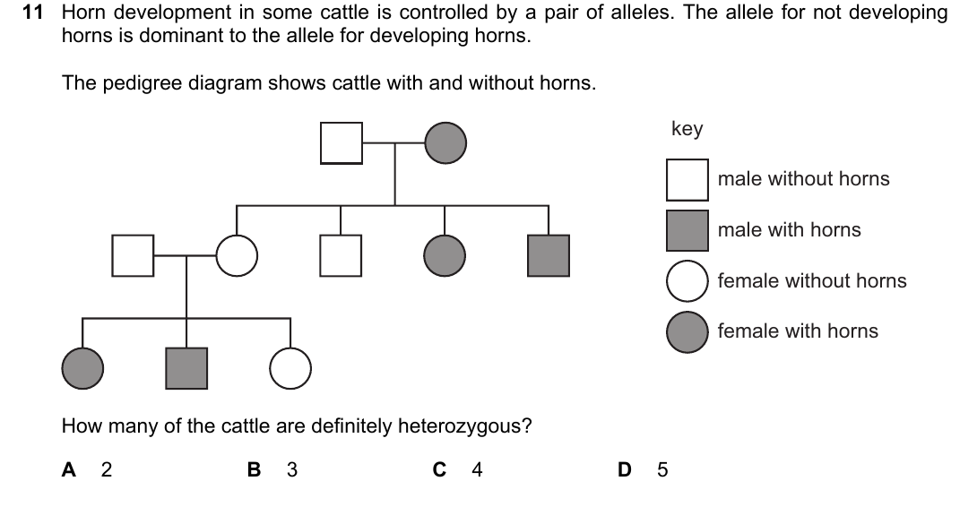 IGCSE 0654 Oct/Nov 2024 Paper 21 Question 11 — Chromosomes, genes & DNA