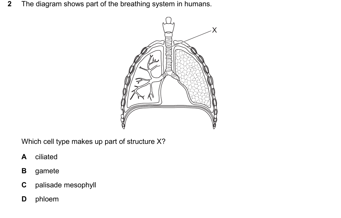 IGCSE 0654 Oct/Nov 2025 Paper 11 Question 2 — Leaf structure