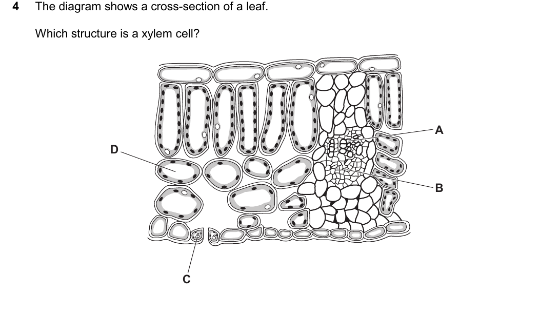 IGCSE 0654 Oct/Nov 2025 Paper 12 Question 4 — Leaf structure