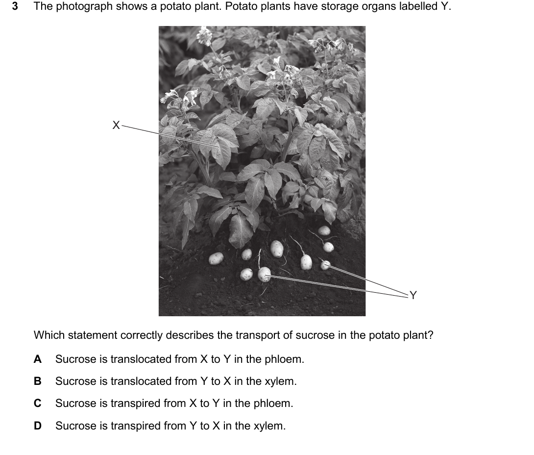 IGCSE 0654 Oct/Nov 2025 Paper 21 Question 3 — Xylem & phloem