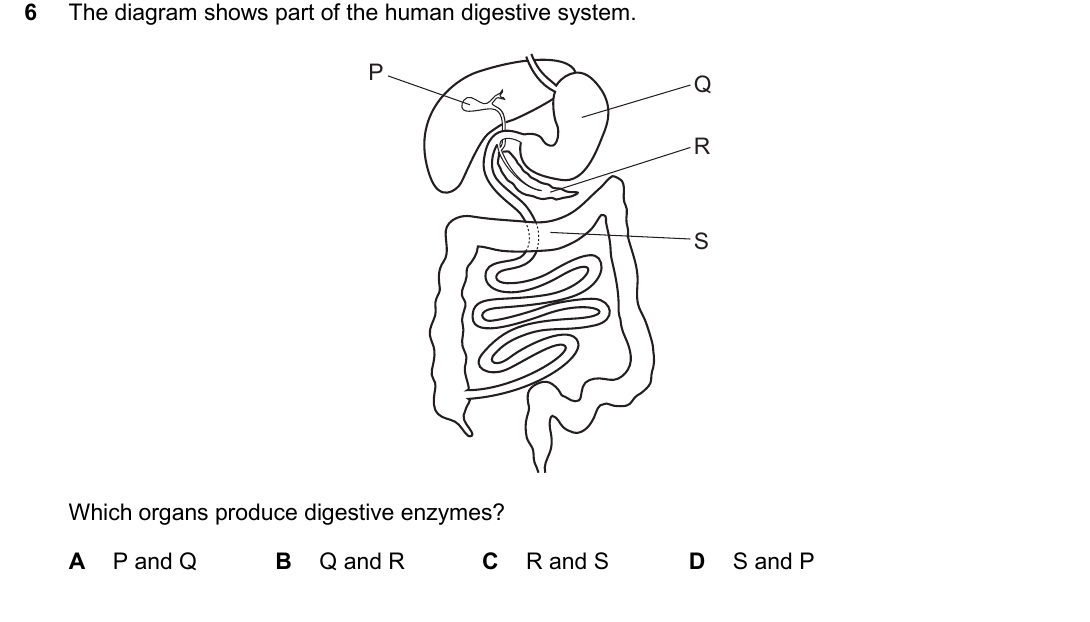 IGCSE 0654 Oct/Nov 2025 Paper 22 Question 6 — Digestive system & digestion