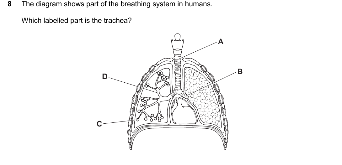 IGCSE 0654 Oct/Nov 2025 Paper 22 Question 8 — Gas exchange in humans