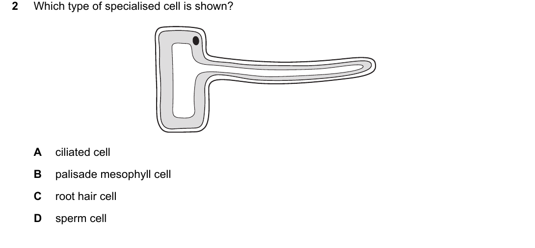 IGCSE 0654 Oct/Nov 2025 Paper 23 Question 2 — Specialised cells, tissues & organs