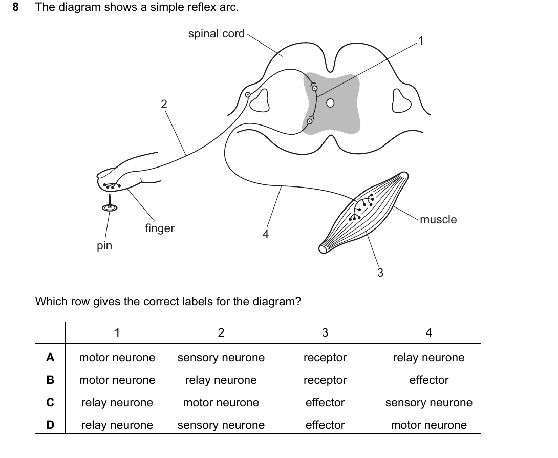 IGCSE 0654 Oct/Nov 2025 Paper 23 Question 8 — Nervous system & reflex arc