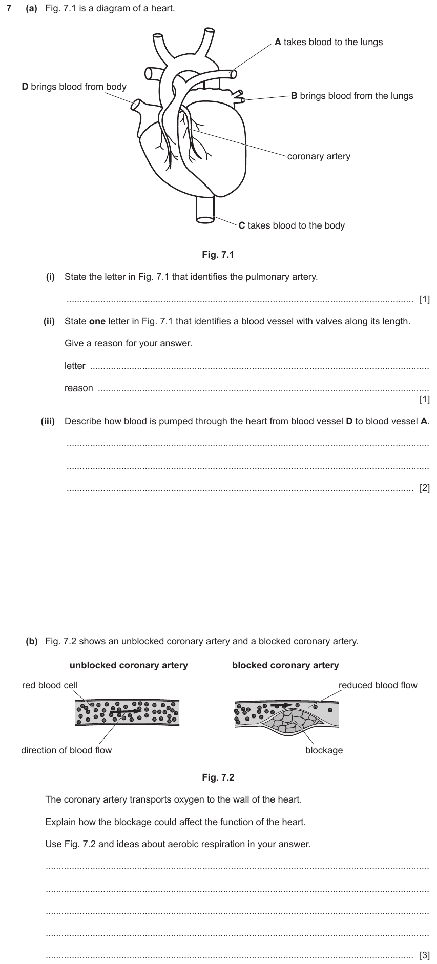 IGCSE 0653 Mar 2023 Paper 42 Q7 — Gas Exchange & Respiration