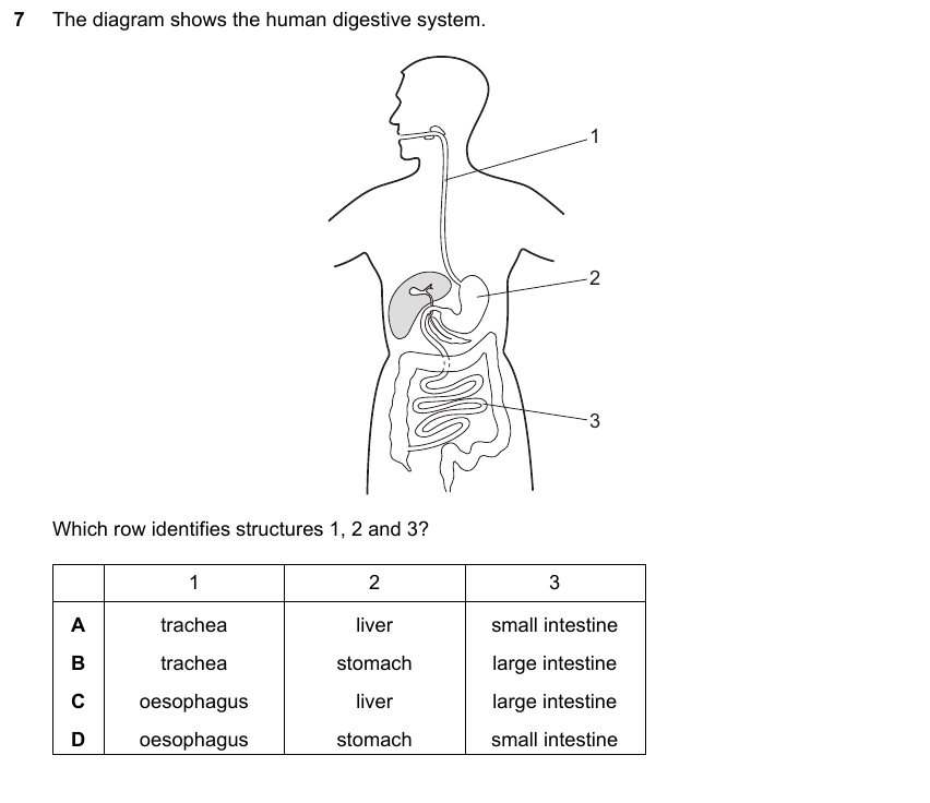 IGCSE 0653 Mar 2025 Paper 12 Q7 — Gas Exchange & Respiration