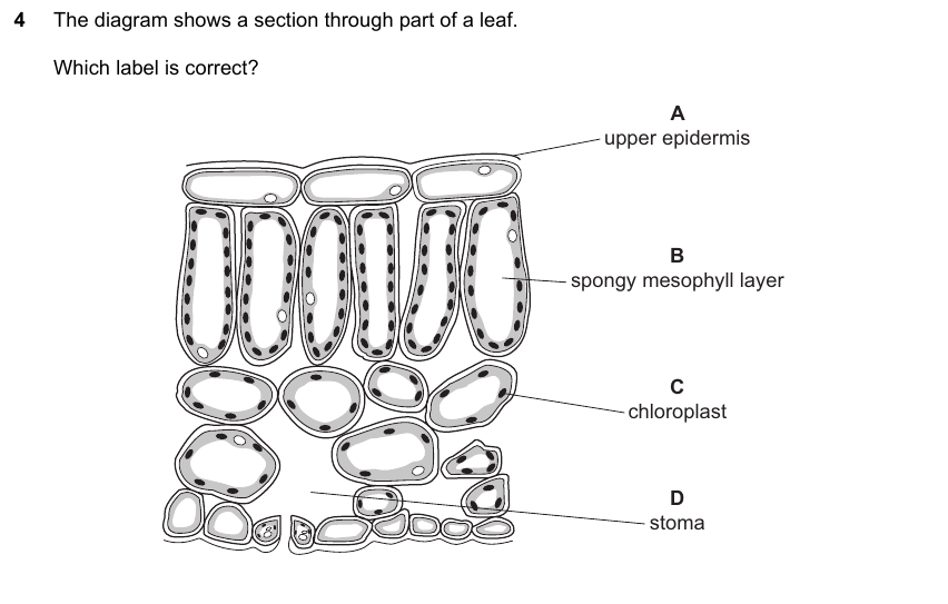 IGCSE 0653 May/Jun 2023 Paper 11 Q4 — Transport in Plants