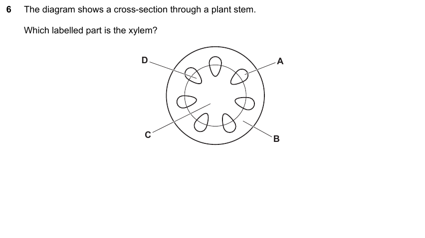 IGCSE 0653 May/Jun 2023 Paper 11 Q6 — Gas Exchange & Respiration