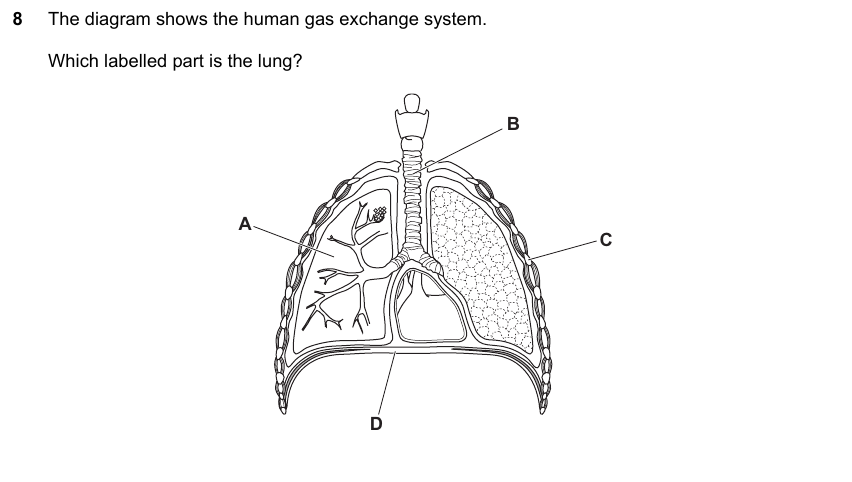 IGCSE 0653 May/Jun 2023 Paper 11 Q8 — Gas Exchange & Respiration