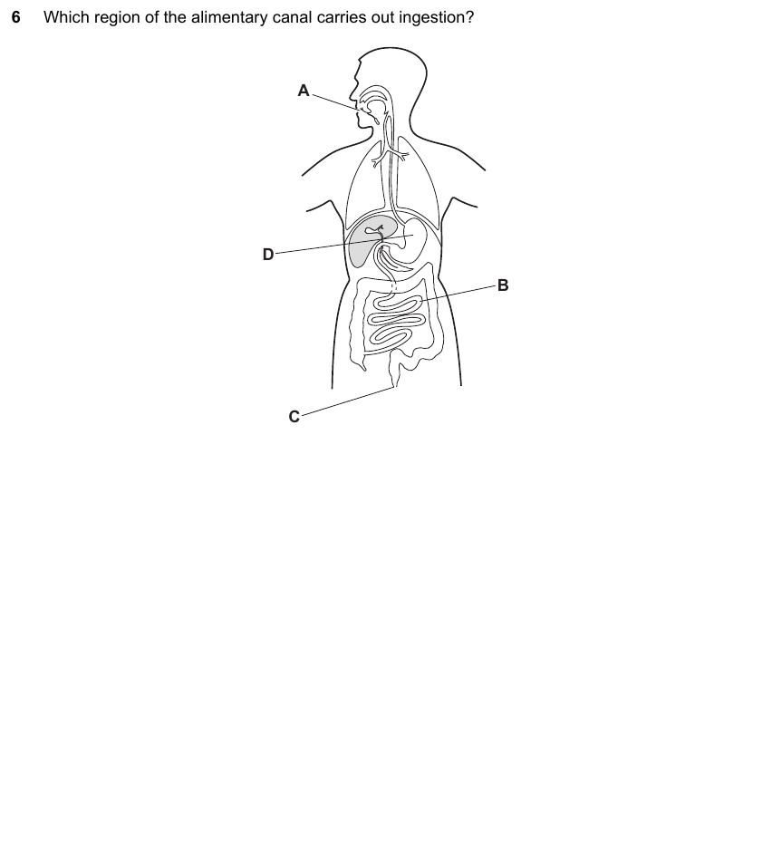 IGCSE 0653 May/Jun 2024 Paper 12 Q6 — Gas Exchange & Respiration