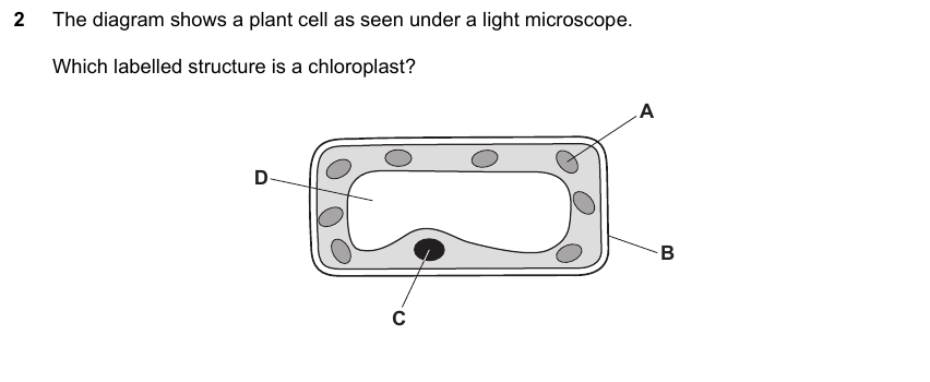 IGCSE 0653 May/Jun 2024 Paper 13 Q2 — Gas Exchange & Respiration