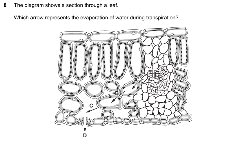 IGCSE 0653 May/Jun 2024 Paper 13 Q8 — Coordination & Response
