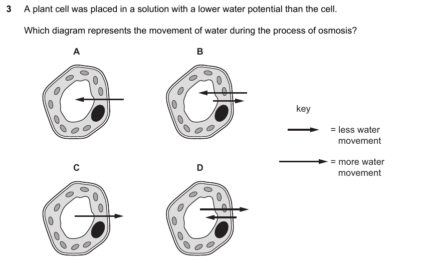 IGCSE 0653 May/Jun 2024 Paper 23 Q3 — Gas Exchange & Respiration