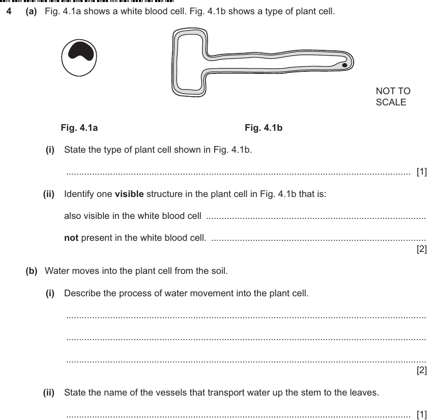 IGCSE 0653 May/Jun 2024 Paper 32 Q4 — Transport in Plants