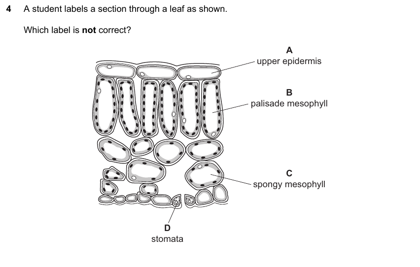 IGCSE 0653 May/Jun 2025 Paper 12 Q4 — Transport in Plants
