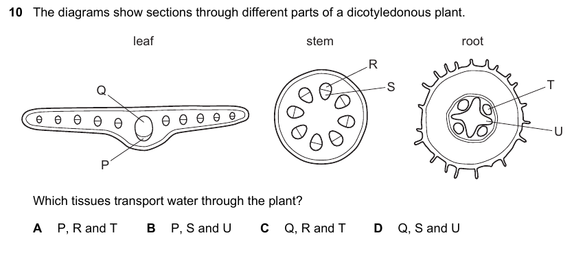 IGCSE 0653 May/Jun 2025 Paper 13 Q10 — Reproduction