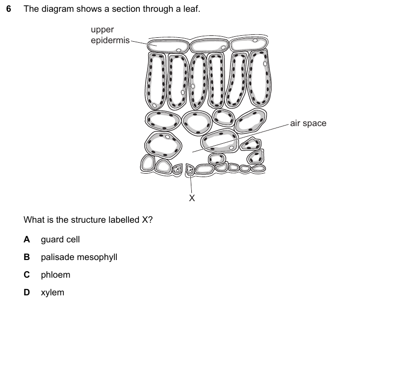 IGCSE 0653 May/Jun 2025 Paper 13 Q6 — Transport in Animals