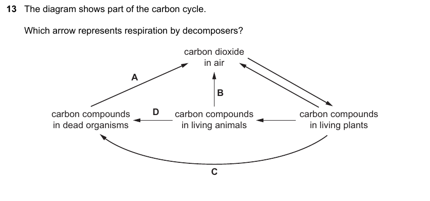 IGCSE 0653 Oct/Nov 2023 Paper 13 Q13 — Gas Exchange & Respiration