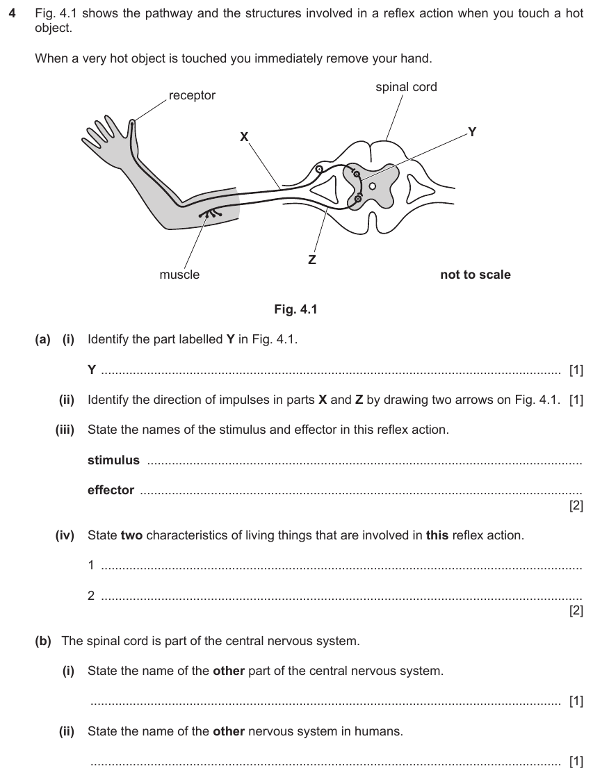 IGCSE 0654 Mar 2024 Paper 32 Question 4 — Nervous system & reflex arc