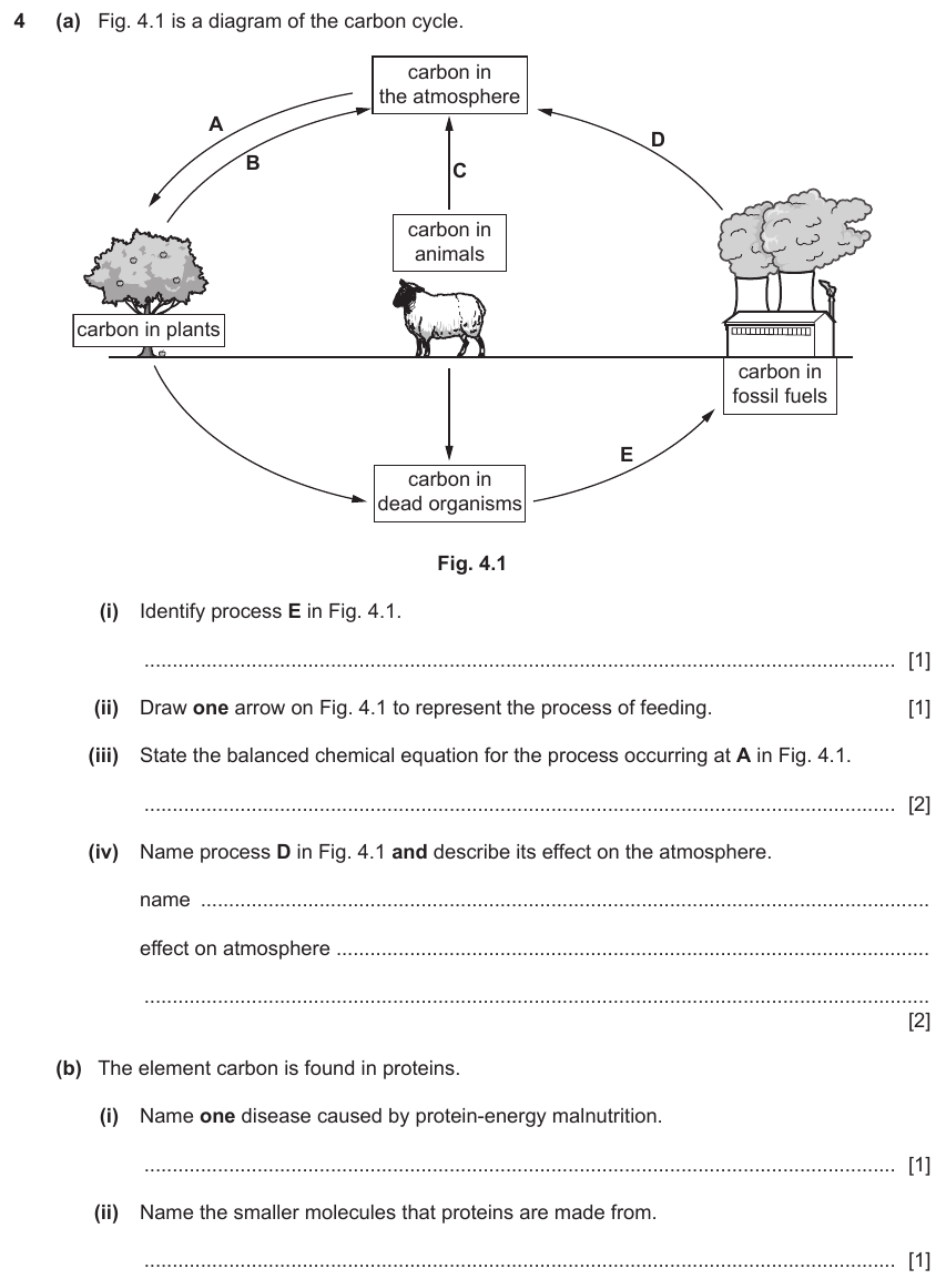 IGCSE 0654 Jun 2022 Paper 42 Question 4 — Carbon cycle