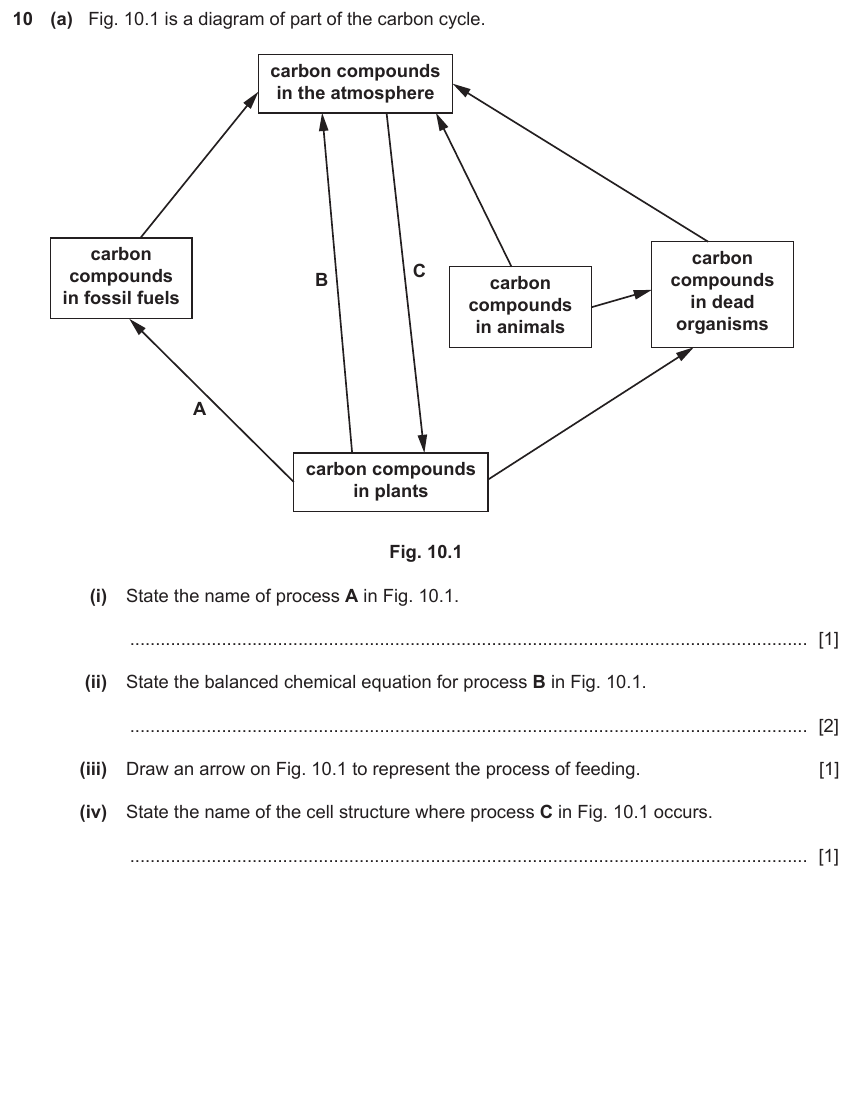 IGCSE 0654 Jun 2024 Paper 41 Question 10 — Carbon cycle