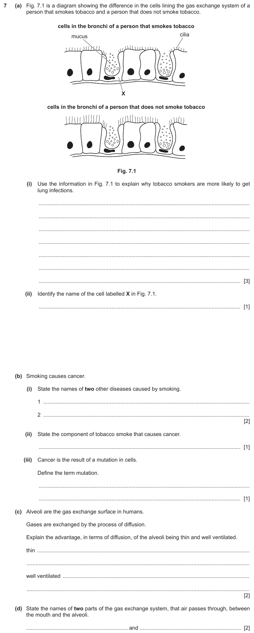 IGCSE 0654 Jun 2024 Paper 41 Question 7 — Gas exchange in humans