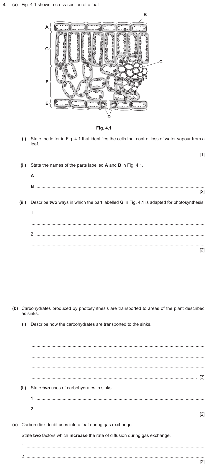 IGCSE 0654 Jun 2024 Paper 43 Question 4 — Leaf structure