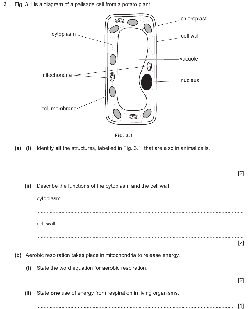IGCSE 0654 Jun 2025 Paper 31 Question 3 — Animal & plant cell structure
