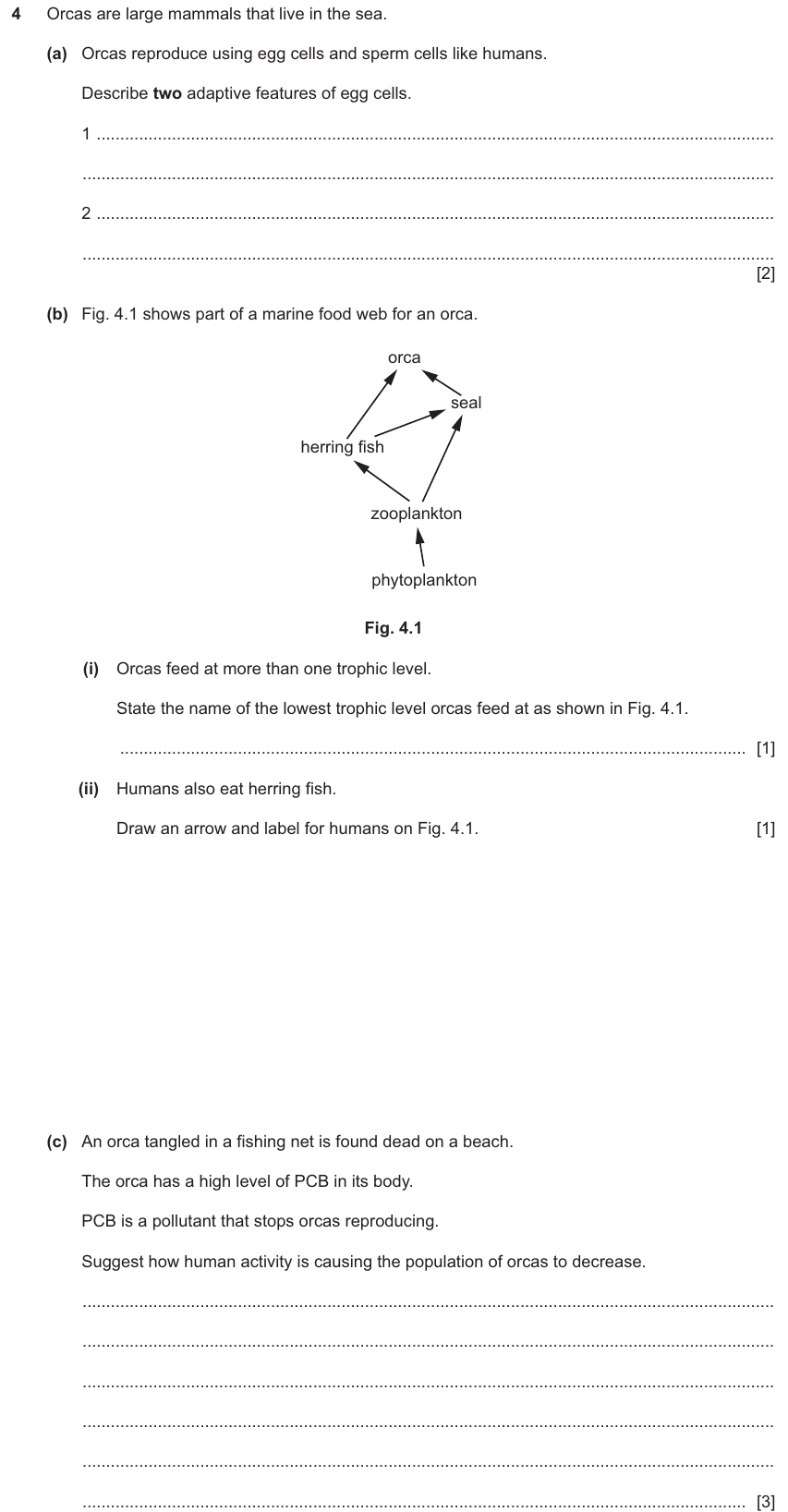 IGCSE 0654 Jun 2025 Paper 42 Question 4 — Food chains, webs & energy flow