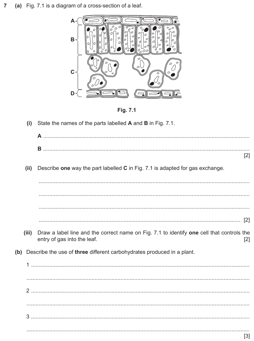 IGCSE 0654 Nov 2023 Paper 43 Question 7 — Leaf structure