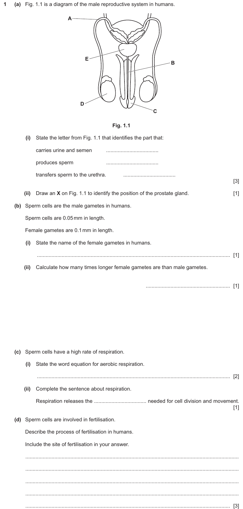 IGCSE 0654 Nov 2024 Paper 32 Question 1 — Human reproduction