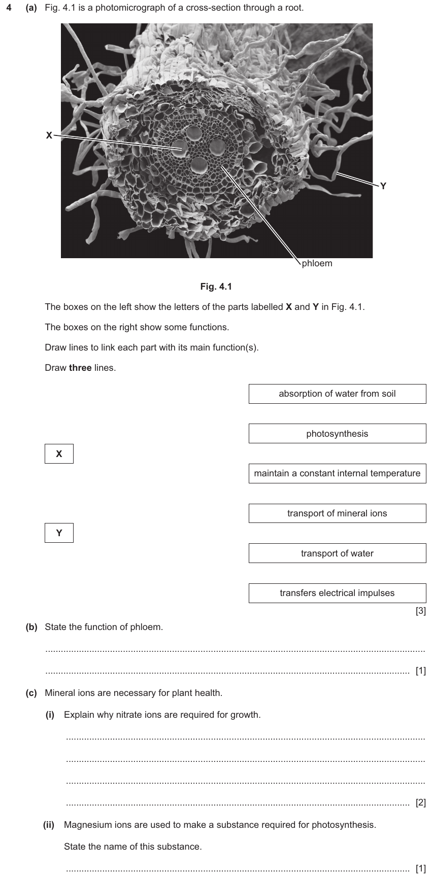 IGCSE 0654 Nov 2024 Paper 33 Question 4 — Mineral needs of plants