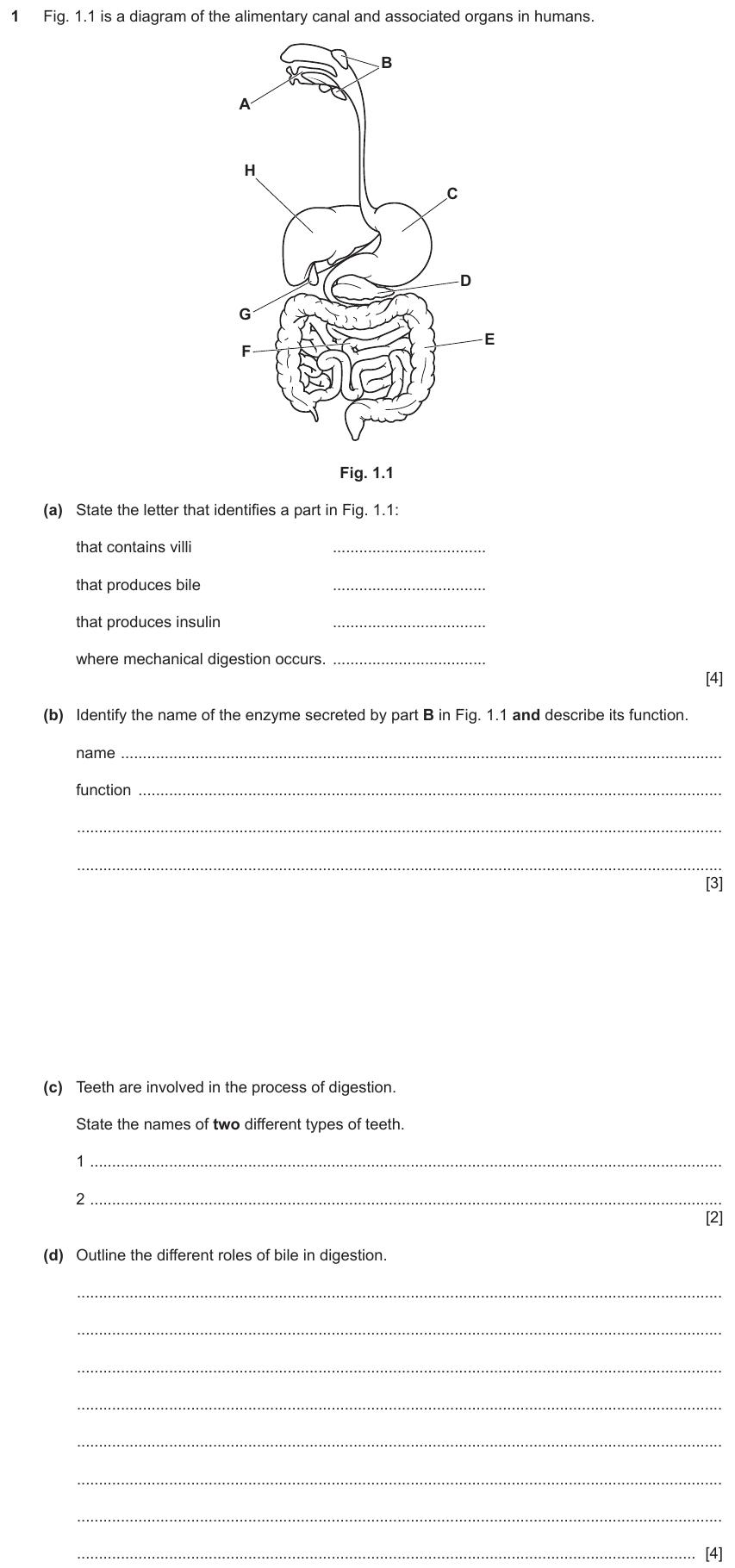 IGCSE 0654 Nov 2024 Paper 41 Question 1 — Digestive system & digestion